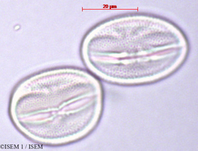 Scrophularia peregrina - lame n° 27896